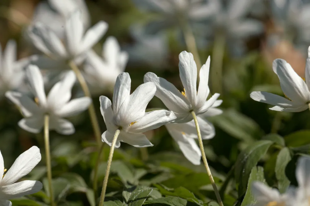 Buschwindröschen, oft einfach Anemone genannt