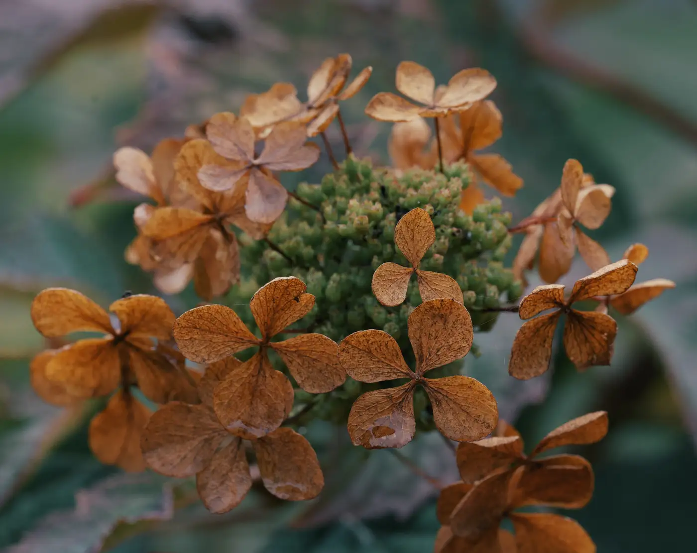 Eichenblättrige Hortensie