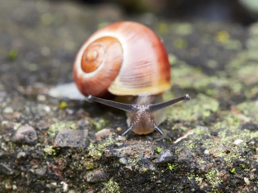 Gartenbänderschnecke