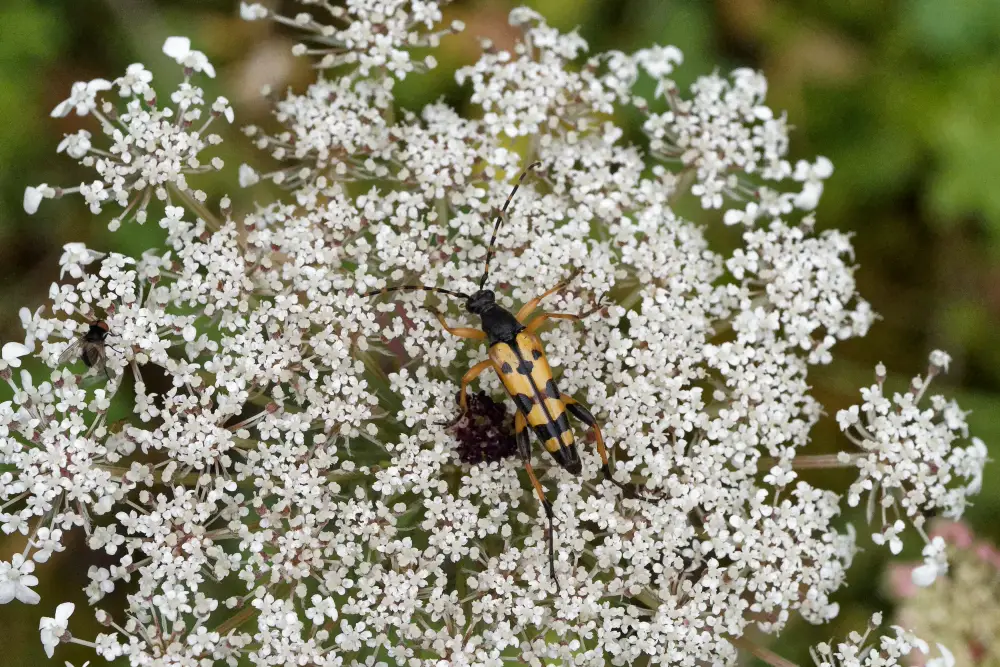 Gefleckter Schmalbockkäfer