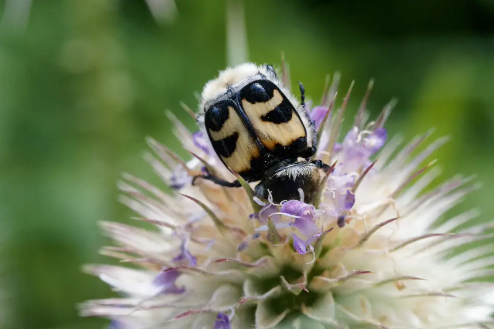 Glattschienige Pinselkäfer