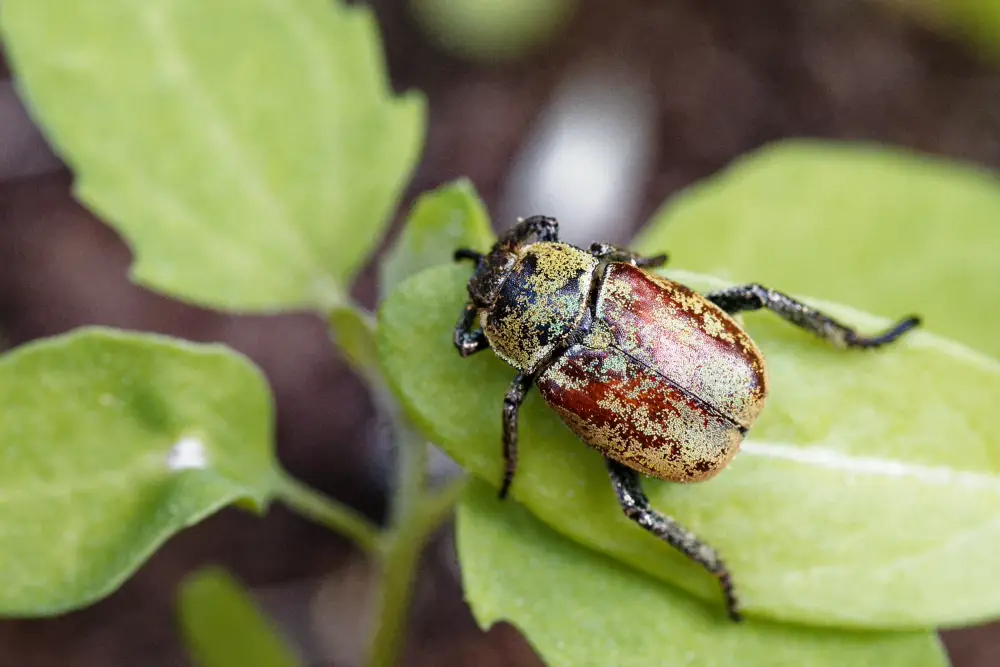 Goldstaub-Laubkäfer