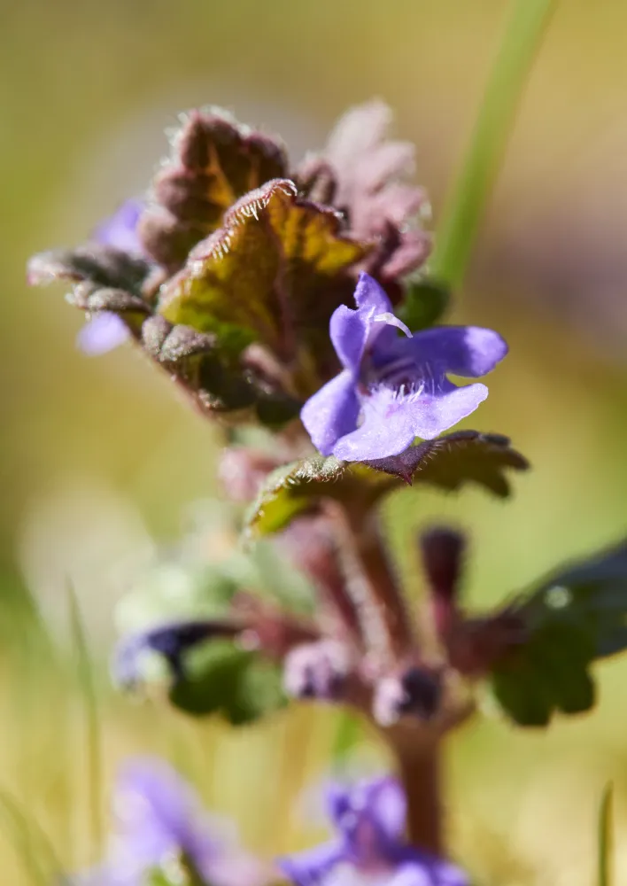 Eine Blüte des Gundermann, typischer Vertreter der Lippenblütler