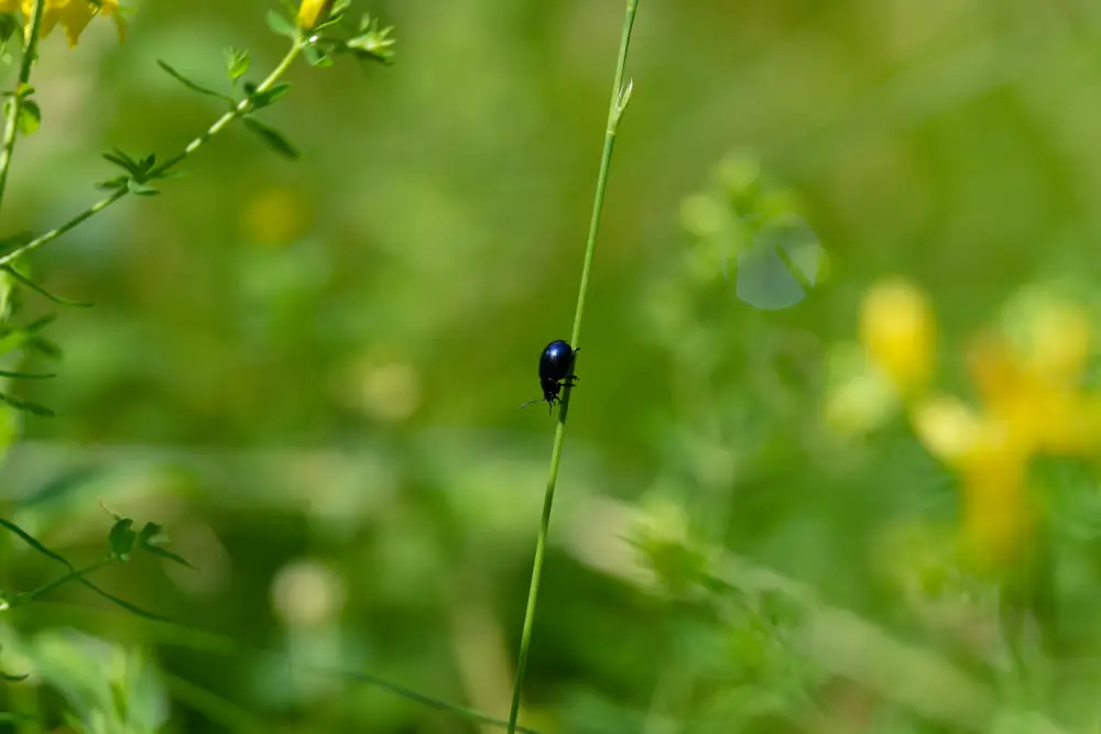 Johanniskraut-Blattkäfer