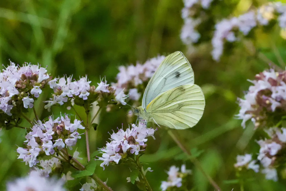 Kleiner Kohlweißling