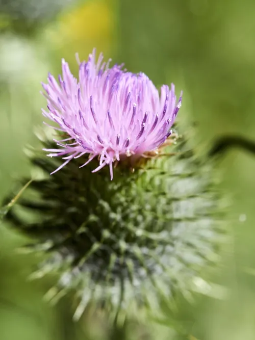 Kratzdistel