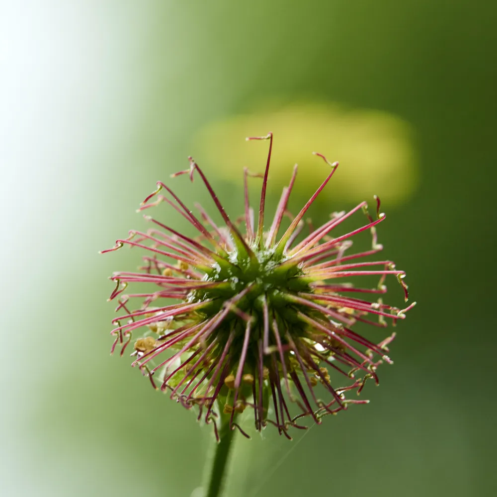 Nach der Blüte bildet die Nelkenwurz einen kugeligen Fruchtstand