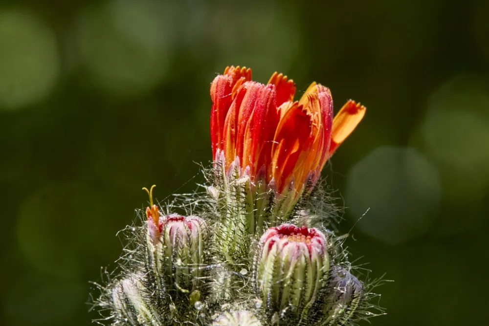 Orangerotes Habichtskraut