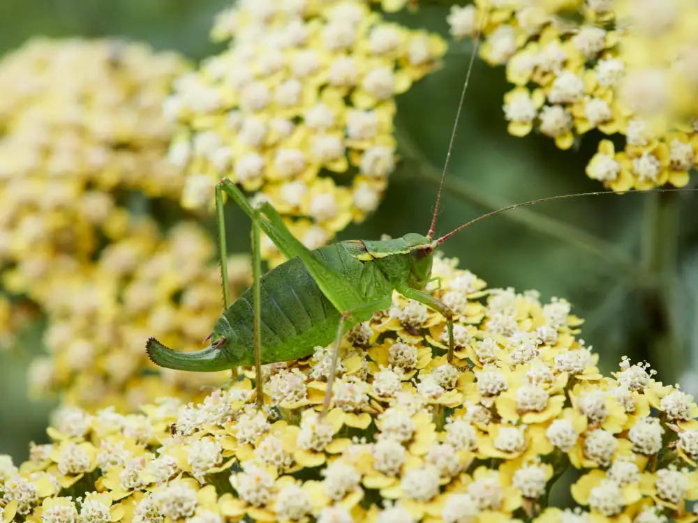 Punktierte Zartschrecke