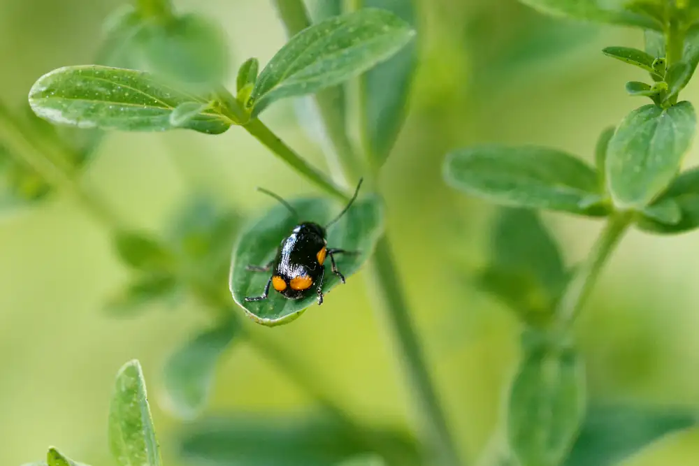 Querbindige Fallkäfer