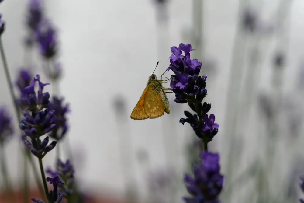 Rostfarbiger Dickkopffalter