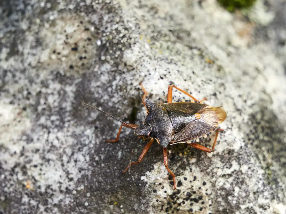 Rotbeinige Baumwanze