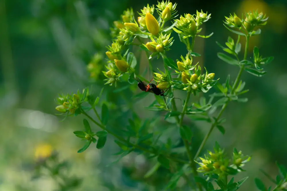 Rotfüßige Blattwespe