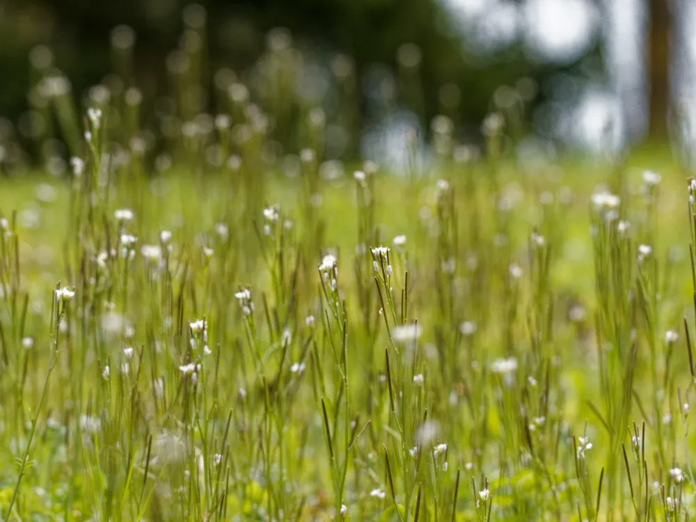 Winzig ist das Behaarte Schaumkraut, aber zahlreich