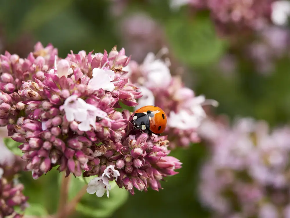 Siebenpunkt-Marienkäfer