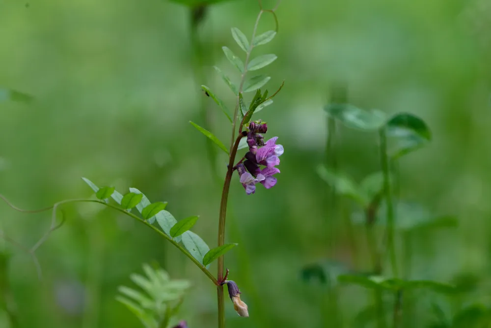 Die blühende Vogelwicke