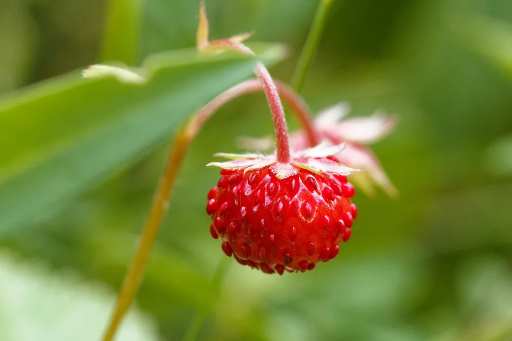 Die Frucht der Walderdbeere