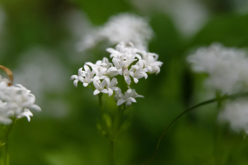 Wohlriechender Waldmeister