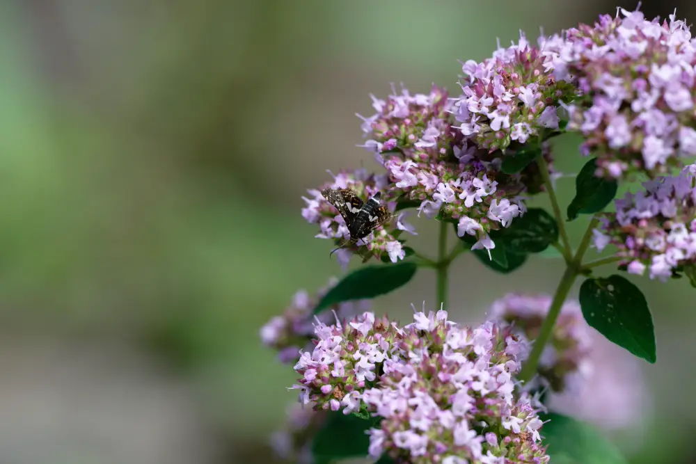 Waldreben-Fensterfleckchen
