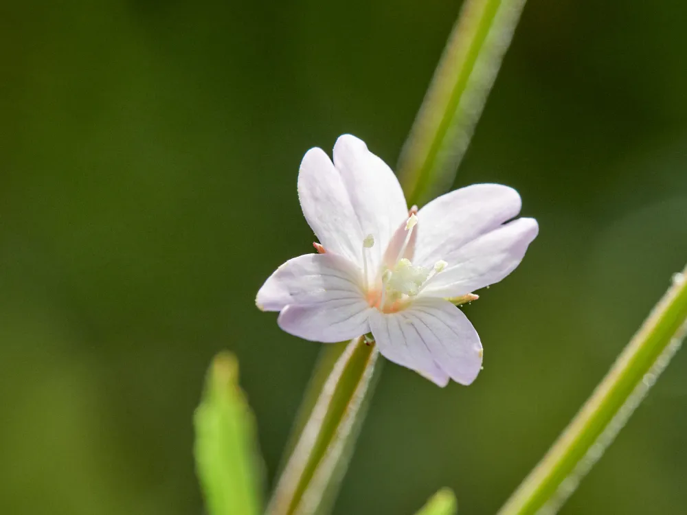 Zumindest die Gattung Weidenröschen sollte stimmen