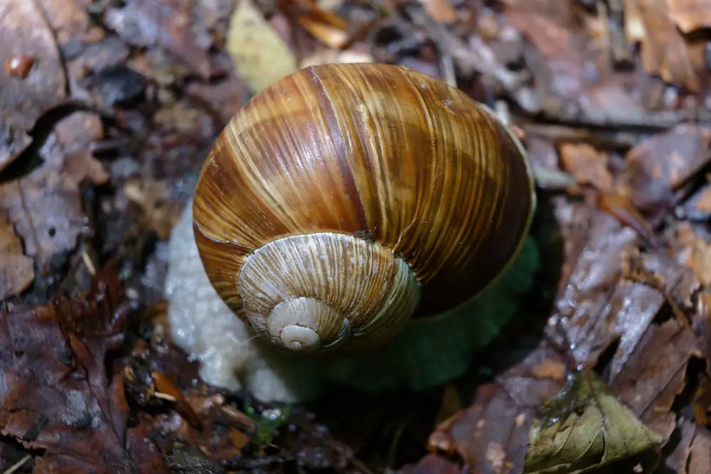 Weinbergschnecke