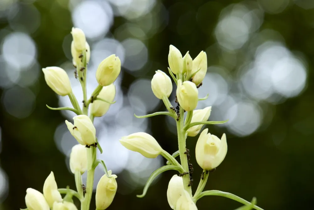 Weißes Waldvögelein