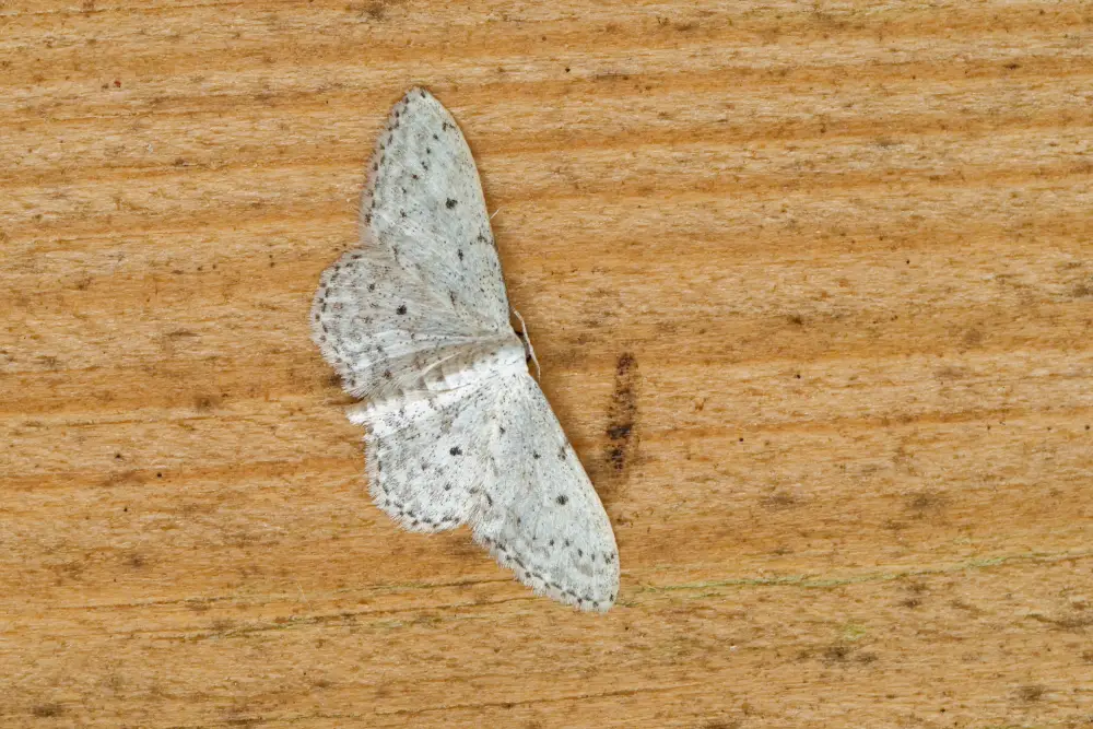 Weißgrauer Kleinspanner