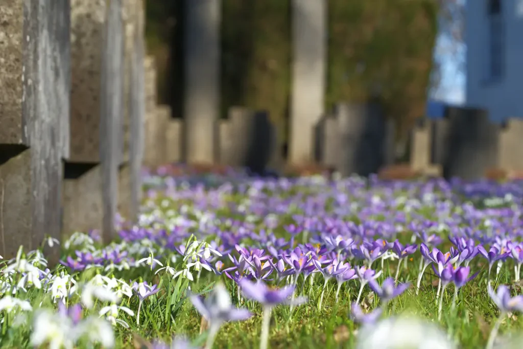 Krokusblüte St. Leonhard-Friedhof Schwäbisch Gmünd