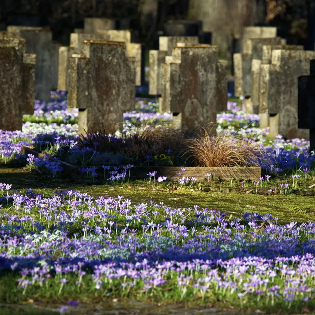 Krokusblüte St. Leonhard-Friedhof Schwäbisch Gmünd