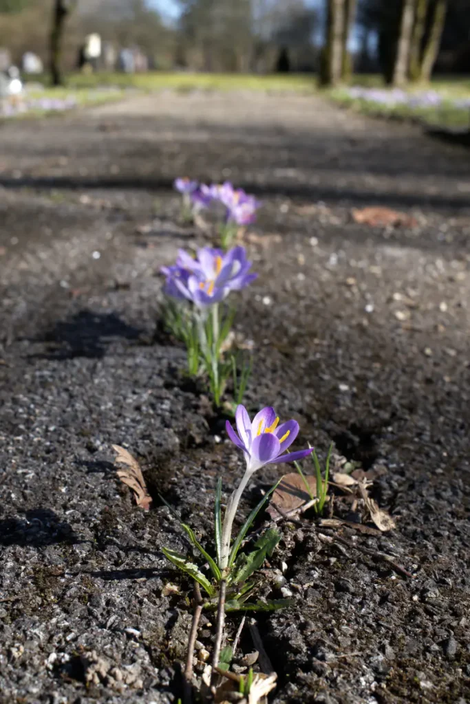 Krokusblüte auf dem Dreifaltigkeitsfriedhof Schwäbisch Gmünd