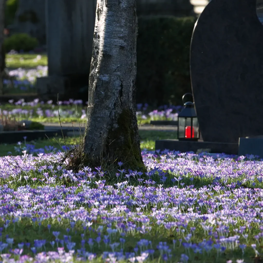 Krokusblüte St. Leonhard-Friedhof Schwäbisch Gmünd