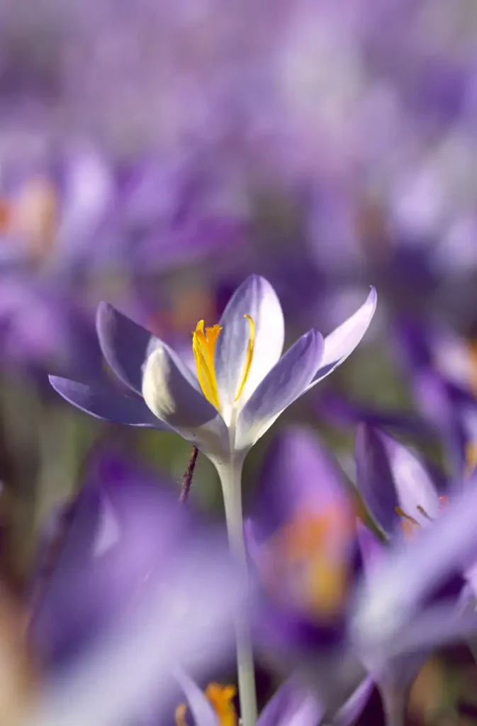 Krokusblüte St. Leonhard-Friedhof Schwäbisch Gmünd