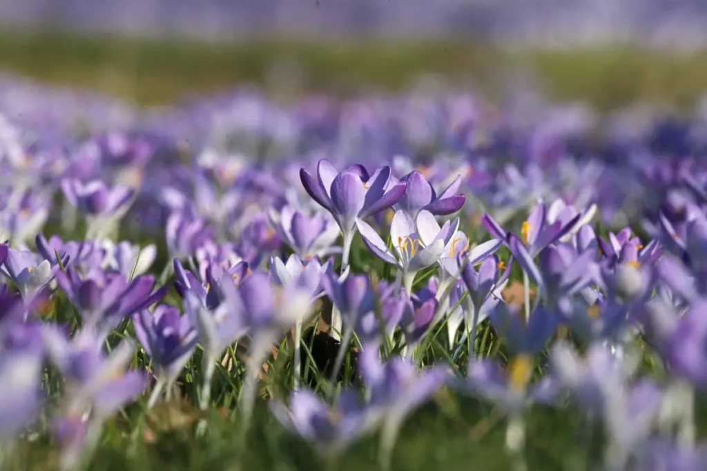 Krokusblüte St. Leonhard-Friedhof Schwäbisch Gmünd