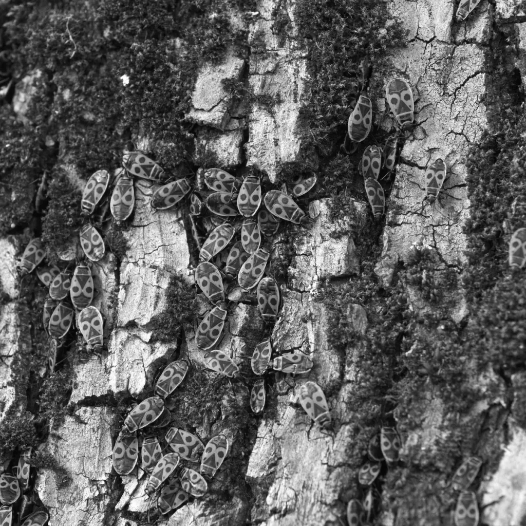 Feuerkäfer an einer Baumrinde