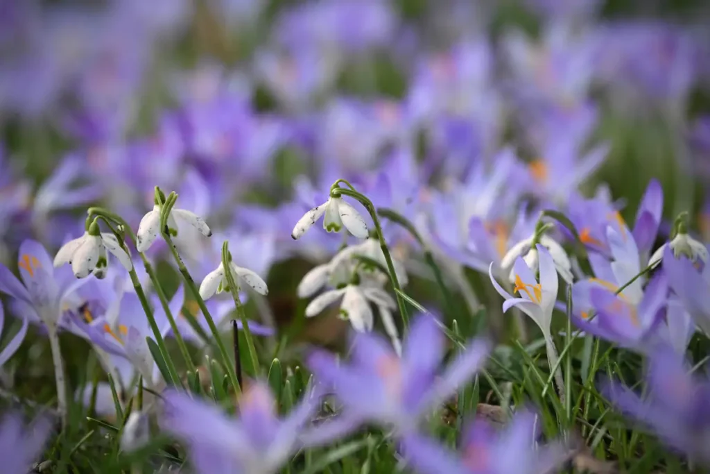 Krokusblüte St. Leonhard-Friedhof Schwäbisch Gmünd