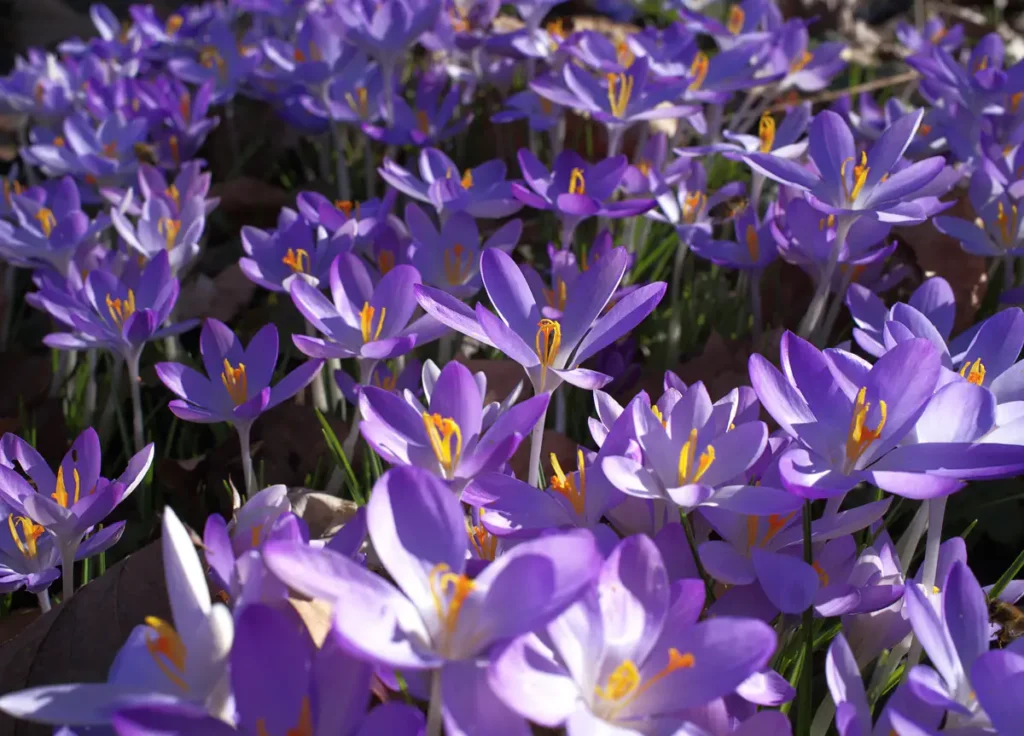 Krokusblüte auf dem Dreifaltigkeitsfriedhof Schwäbisch Gmünd