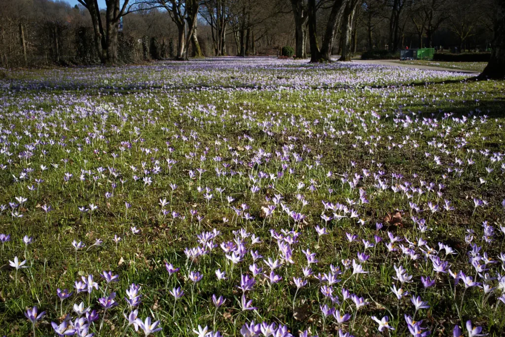 Krokusblüte auf dem Dreifaltigkeitsfriedhof Schwäbisch Gmünd