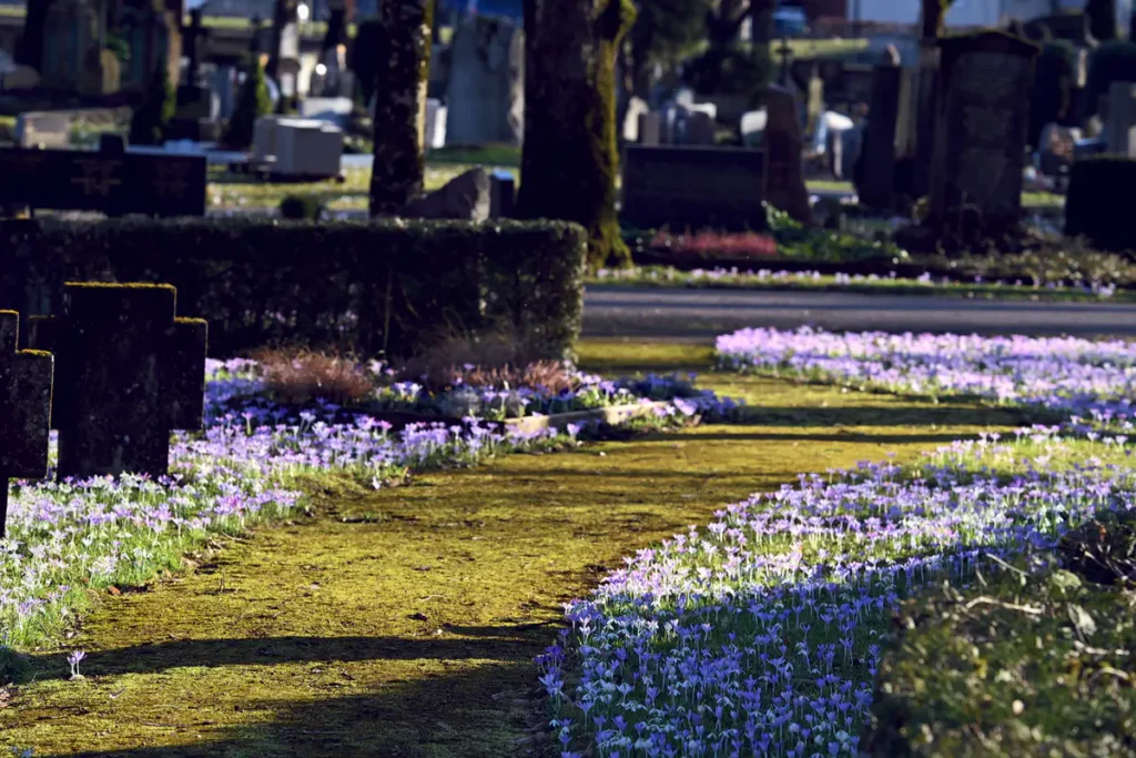 Krokusblüte St. Leonhard-Friedhof Schwäbisch Gmünd