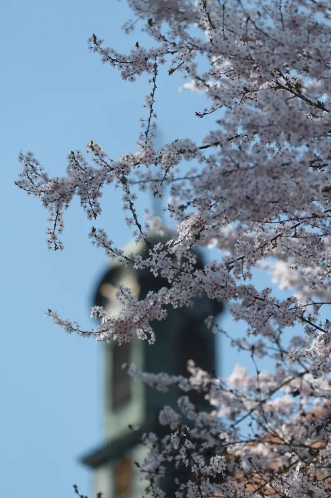 Blühender Kirschbaum mit dem Dachreiter des Gmünder Münsters im Hintergrund