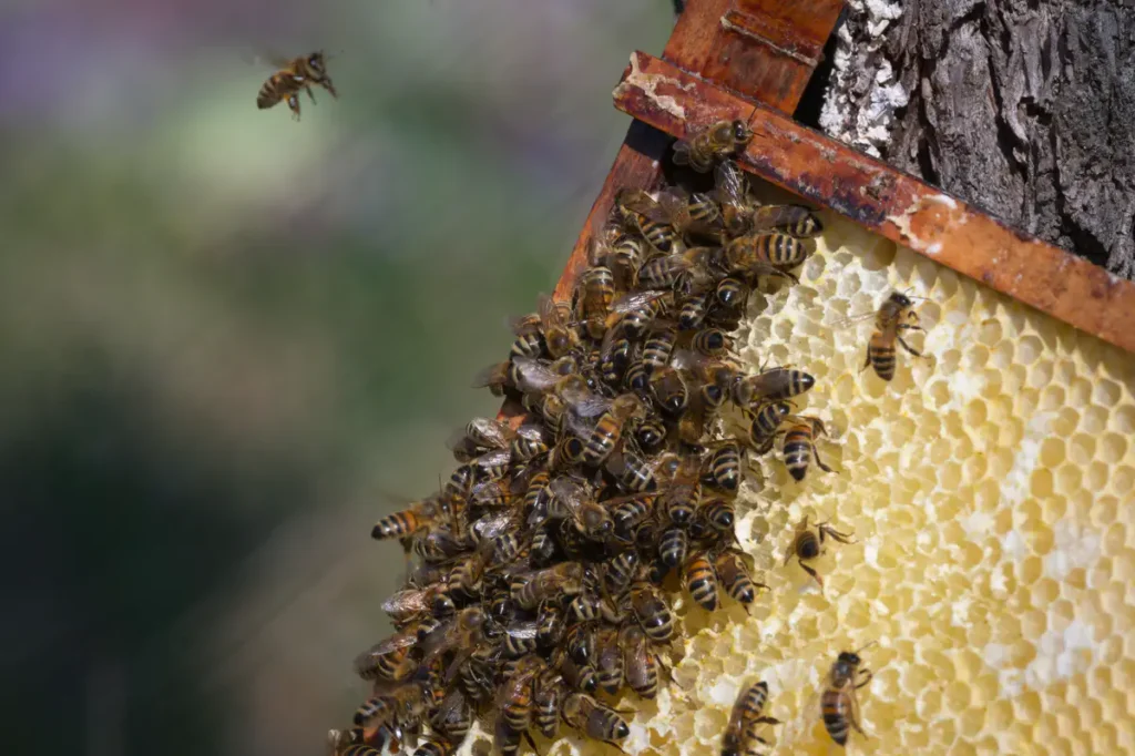 Bienen drängen sich an einer außen liegenden Wabe