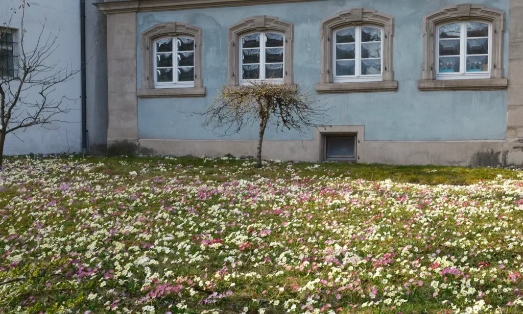 Primeln wachsen in einem Garten