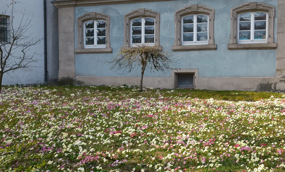 Frühlings buntes Band