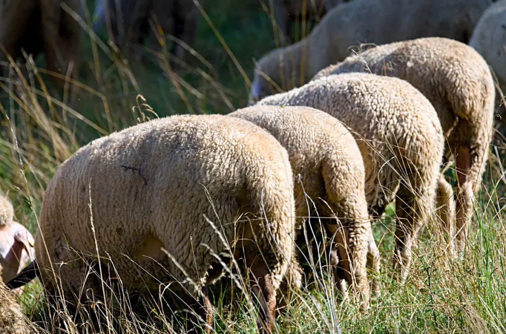 Vier Schafe weiden auf einer Wiese