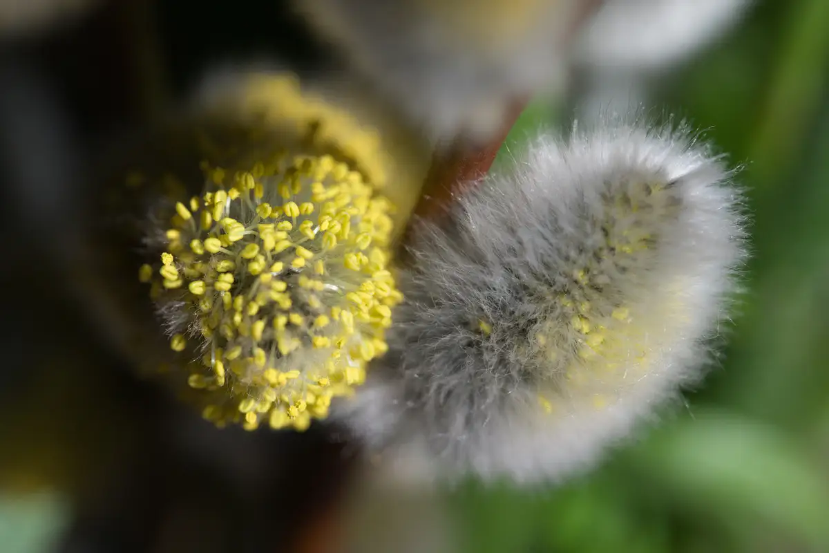 Weidenkätzchen